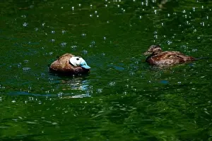 Avifauna Prints: Woodland Park Zoo, Seattle, WA