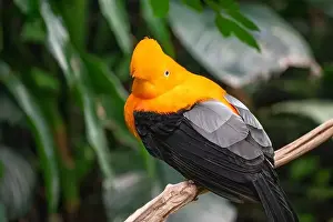 Avifauna Prints: Woodland Park Zoo, Seattle, WA. Andean Cock-of-the-rock perched on a branch