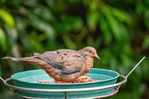 Birdseed Prints: Woodland Park Zoo, Seattle, WA. Peruvian Pigeon eating from a feeder