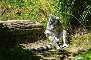 Diurnal Prints: Woodland Park Zoo, Seattle, WA. Ring-tailed Lemur chewing on a branch