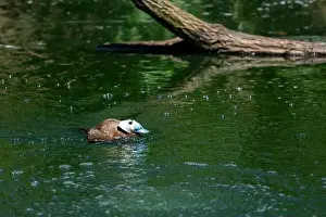 Avifauna Prints: Woodland Park Zoo, Seattle, WA. Male White-headed Duck (Oxyura leucocephala) swimming