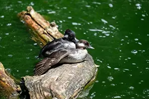 Stretched Prints: Woodland Park Zoo, Seattle, WA. Two bufflehead ducks sitting on a log