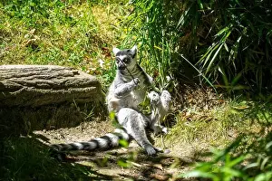 Diurnal Prints: Woodland Park Zoo, Seattle, WA. Ring-tailed Lemur playing with and eating a branch