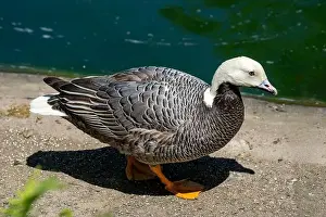 Avifauna Prints: Woodland Park Zoo, Seattle, WA. Emperor Goose
