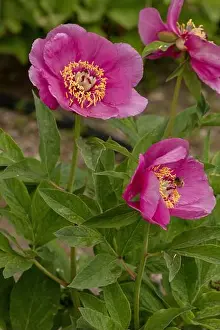 Korea Prints: Woodland peony, Paeonia obovata, in flower in cultivation. From east Asia