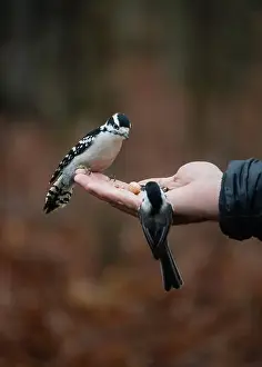 Woodpecker and chickadee perched on hand holding seeds outside