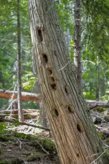 Cavity Prints: Woodpecker Holes in a Tree in Idaho