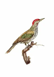 Tiny Bird Prints: Woodpecker. Vintage inspired bird art