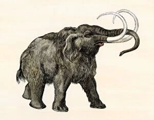 Trending: Wooly mammoth. Hand-colored woodcut