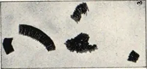 Diseases Prints: This work discusses the various indigenous mosquito species in the Pará region