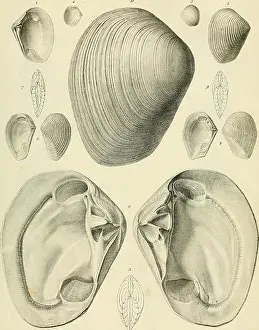 Mollusk Prints: This work by G.P. Deshayes focuses on the fossilized mollusks found around Paris