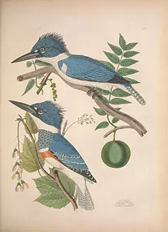 Populations Prints: This work presents the illustrations of American birds by Alexander Wilson and Charles Lucian Bonaparte