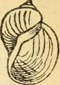 Terrestrial Prints: This work provides a detailed examination of mollusks from Bavaria