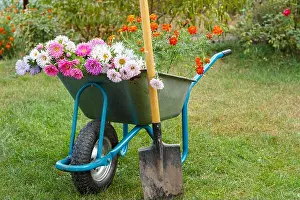 Aster Prints: After work in the summer garden