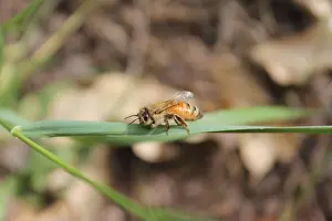Hymenoptera Prints: Worker Honey bee hanging out on a blade of grass next to hive