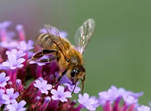 Threatened Prints: A worker Honeybee, (genus Apis), obtaining nectar and pollenating, a Verbena flower