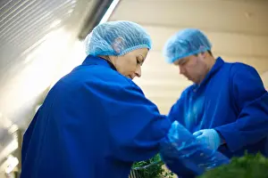 25 To 29 Years Prints: Workers on production line wearing hair nets packaging vegetables