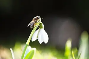 Honeybee Prints: A working bee collecting pollen on a white snowdrop flower on spring meadow