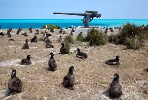 World War II 3 anti-aircraft gun of naval air station on Midway Atoll from 1942 - 1945 in Laysan Albatross nesting colony with juvenile birds