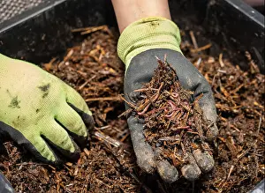 Compost Prints: The worm composting is a great fertilizer