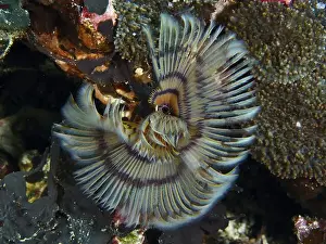 Cnidaria Prints: Worm with radial pattern, tube worm (Sabellastarte)