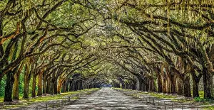 Oak Trees Prints: Wormsloe Plantation
