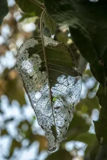 Infestation Prints: A worn green leaf