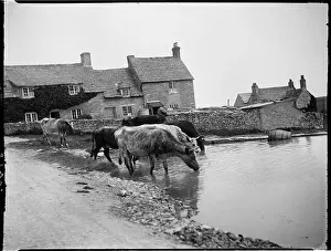 Farm Animals Prints: Worth Matravers, Purbeck, Dorset, 1927