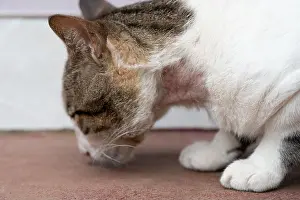 Wound Prints: Wound on cat neck. Cat veterinary theme