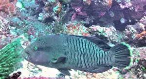 Wrasses Prints: Wrasses Fish, Deep Sea Exploration 2025