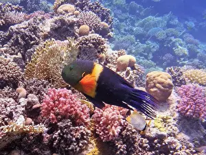 Wrasses Prints: Wrasses Fish, Deep Sea Exploration 2025