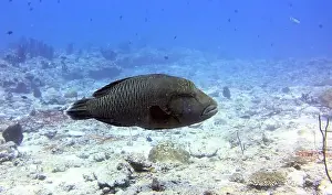 Wrasses Prints: Wrasses Fish, Deep Sea Exploration 2025