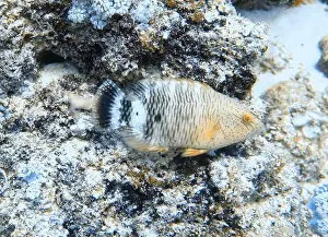 Wrasses Prints: Wrasses Fish, Deep Sea Exploration 2025