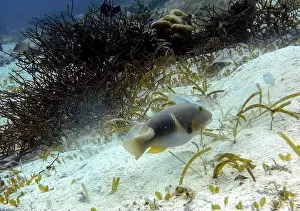 Wrasses Prints: Wrasses Fish, Deep Sea Exploration 2025