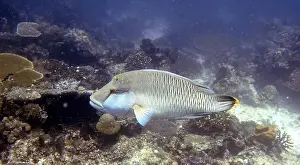 Wrasses Prints: Wrasses Fish, Deep Sea Exploration 2025