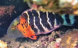 Wrasses Prints: Wrasses Fish, Deep Sea Exploration 2025