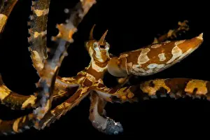 Muck Diving Prints: Wunderpus photogenicus portrait against black background, Lembeh Strait