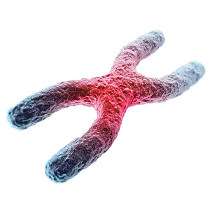 Mutation Prints: X chromosome, red in the center