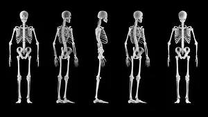 Knee Prints: X-ray view of a human skeleton