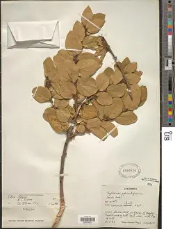 Environmental Science Prints: Xylosma spiculifera Tul Triana Planch