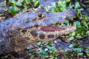 Caiman Prints: Yacare caiman (Caiman yacare), Brazil, Pantanal, Pantanal, South America