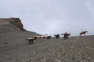 Caravan Prints: Yak and Horse transport is carrying timbers at Kangla Pass top