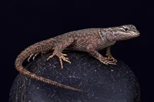 Sceloporus Prints: Yarrow's spiny lizard (Sceloporus jarrovii jarrovi)