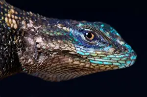 Sceloporus Prints: Yarrow's spiny lizard (Sceloporus jarrovii jarrovii)