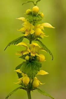 Shade Prints: Yellow Archangel, Lamiastrum galeobdolon in flower in spring