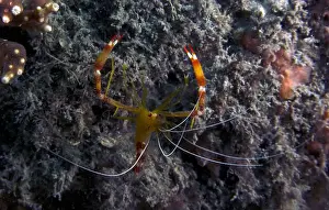 Wildlife Animals Prints: A Yellow Banded Coral Shrimp (Stenopus scutellatus) in Florida, USA