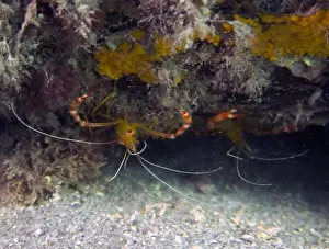 Wildlife Animals Prints: A Yellow Banded Coral Shrimp (Stenopus scutellatus) in Florida, USA