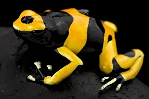 Guyana Prints: Yellow-banded poison dart frog (Dendrobates leucomelas)