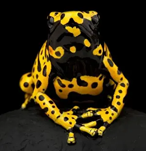 Guyana Prints: Yellow-banded poison dart frog (Dendrobates leucomelas)
