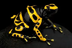 Guyana Prints: Yellow-banded poison dart frog (Dendrobates leucomelas)